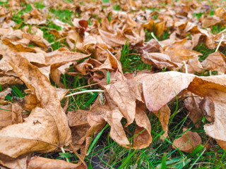 Low angle close up of fallen brown maple leaves on the grass during autumn