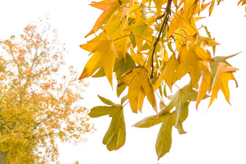 Naklejka na ściany i meble Yellow leaves on maple tree during the fall against overcast white sky