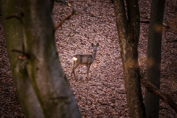 Capreolus capreolus, European deer in the forest