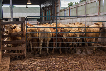 cows in a stable
