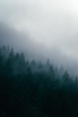 Fog in the Mountains