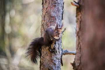 The red squirrel or Eurasian red squirrel,  Sciurus vulgaris