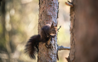 The red squirrel or Eurasian red squirrel,  Sciurus vulgaris