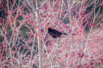 The common blackbird (Turdus merula) is a species of true thrush. It is also called Eurasian blackbird, or simply blackbird where this does not lead to confusion with a similar-looking local species.