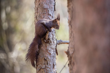 The red squirrel or Eurasian red squirrel,  Sciurus vulgaris