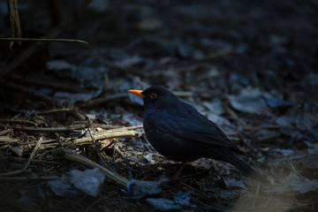 The common blackbird (Turdus merula) is a species of true thrush. It is also called Eurasian blackbird, or simply blackbird where this does not lead to confusion with a similar-looking local species.