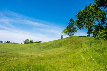 Fototapeta na wymiar trees on a green hilly field