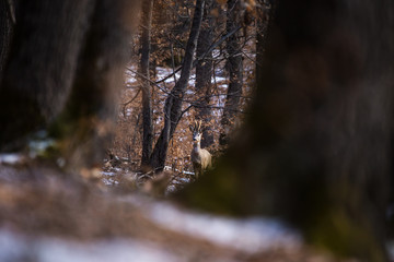 Obraz premium European roe deer (Capreolus capreolus). It is known as the western roe deer, chevreuil, or simply roe deer or roe, is a species of deer. The male of the species is sometimes referred to as a roebuck.