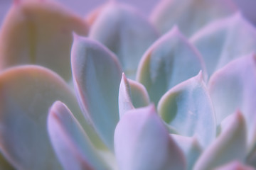close-up photograhy of a succulent plant ith iridescent colors