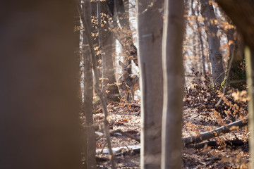 European roe deer (Capreolus capreolus). It is known as the western roe deer, chevreuil, or simply roe deer or roe, is a species of deer. The male of the species is sometimes referred to as a roebuck.