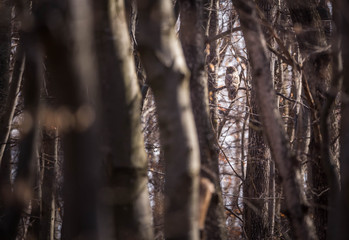 European roe deer (Capreolus capreolus). It is known as the western roe deer, chevreuil, or simply roe deer or roe, is a species of deer. The male of the species is sometimes referred to as a roebuck.