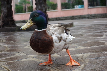 Ente auf dem Laufsteg