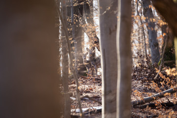 European roe deer (Capreolus capreolus). It is known as the western roe deer, chevreuil, or simply...