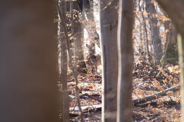 European roe deer (Capreolus capreolus). It is known as the western roe deer, chevreuil, or simply roe deer or roe, is a species of deer. The male of the species is sometimes referred to as a roebuck.