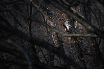 The Ural owl (Strix uralensis) is a fairly large nocturnal owl. It is a member of the true owl family, Strigidae. 