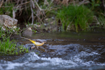 The grey wagtail is a member of the wagtail family, Motacillidae with gray yellow and white plumage colors