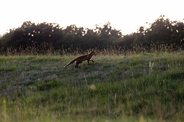 Vulpes vulpes, European red fox near Hoia Baciu forest from Romania. Transylvania wildlife.
