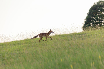 Red fox on an hill. (Vulpes vulpes).
