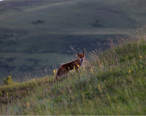 Red fox on an hill. (Vulpes vulpes).