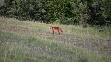 Obraz na płótnie Canvas Red fox on an hill. (Vulpes vulpes).