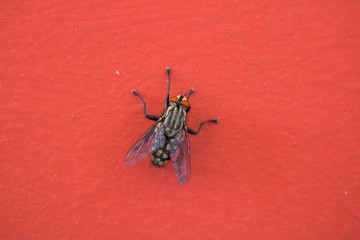 Macro photography of a house fly on a red background