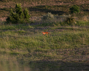Obraz na płótnie Canvas Red fox on an hill. (Vulpes vulpes).