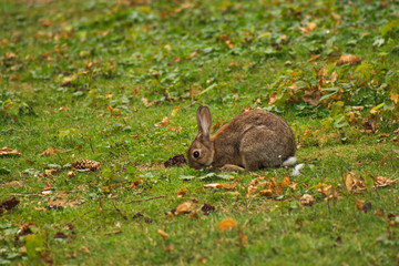 A rabbit from the Ossegempark, Brussel