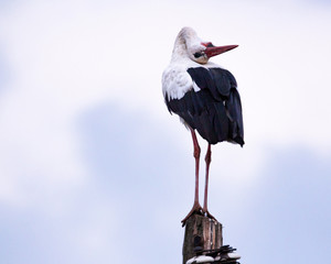 Ciconia ciconia at dusk