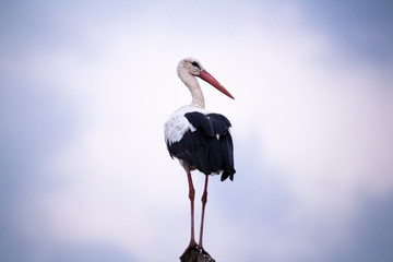 Ciconia ciconia, stork at dusk