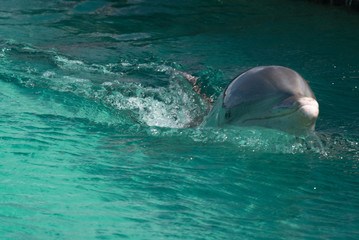 delfin