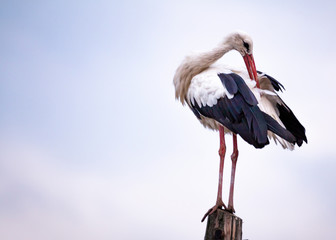 Ciconia ciconia at dusk