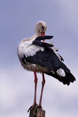 Ciconia ciconia at dusk