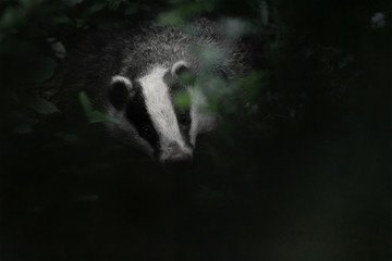 Meles meles ,the European badger, also known as the Eurasian badger, is a badger species in the family Mustelidae native to almost all of Europe and some parts of Western Asia. © andrei