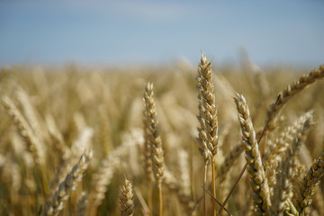 Closeup shot of wheat ears in harvesting season (summer)