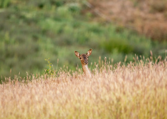 Fallow Deer, Dama dama, buck with antlers walking in a forest from South Romania