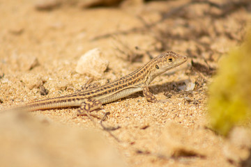 Naklejka na ściany i meble Schreiber's fringe-fingered lizard (Acanthodactylus schreiberi ) is a species of lizard in the family Lacertidae that can be found in Cyprus