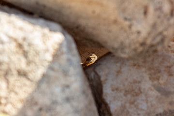 Stellagama is a monotypic genus of agamid lizard, containing the single species Stellagama stellio, also known as the starred agama or the roughtail rock agama.