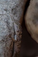 Stellagama is a monotypic genus of agamid lizard, containing the single species Stellagama stellio, also known as the starred agama or the roughtail rock agama.