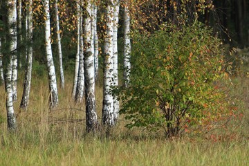 Jesień_2 © Arkadiusz