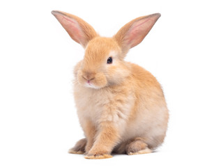 Red-brown cute baby rabbit isolated on white background. Lovely brown rabbit sitting.