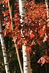 Jesień_1 © Arkadiusz