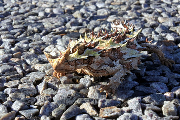 Thorny devil reptile