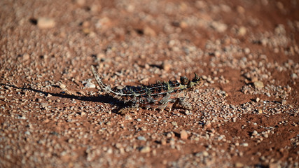 Thorny devil reptile