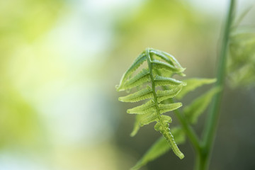 Fern green color leaves growth in nature and copy space