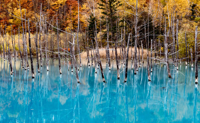 紅葉の青い池  Blue Pond in JAPAN