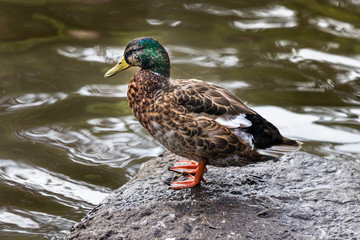 A brown duck with green head at the Vidarlundin park in Faroe Island, Denmark.