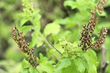 basil plant in the nature