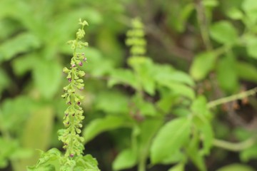 basil plant in the nature