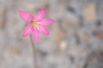 flower on a background