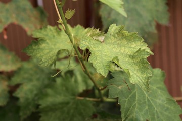 Grape leaves in the nature